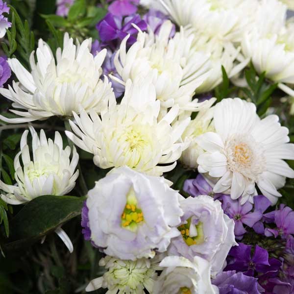 לה ולי פרחים - ספיידר סגול לבן - משלוחי פרחים בחיפה