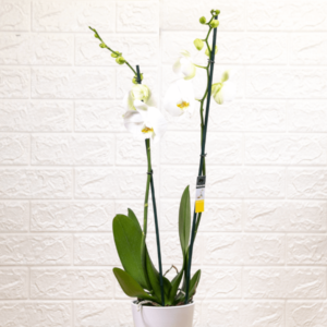 לה ולי פרחים - עציץ סחלב בכלי זכוכית