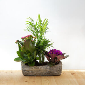 קוקטייל גזע עץ מהודר