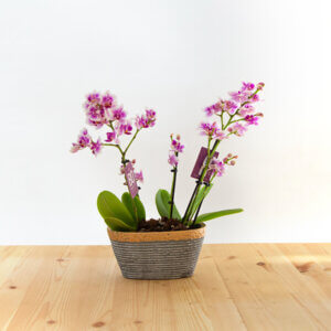 צמד סחלב מניאטורי