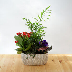 קוקטייל אדנית