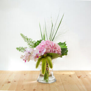 בושט הוטנזיה מהודר